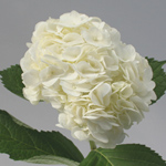 Hydrangea - White 30 Stems