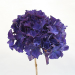 Hydrangea - 10 Stems Purple