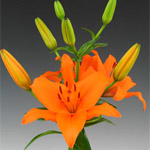Asiatic Lily - Orange