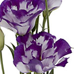 Lisianthus - Bi-Color White/Purple