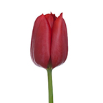 Tulips - Red 30 Bunches