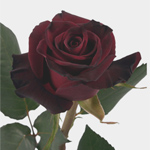 Rose - Black Baccara 40cm