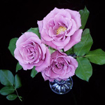 Rose - Lavande 40cm