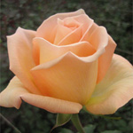 Rose - Versilia 40cm