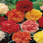100 Carnations - Mix/Match Colors