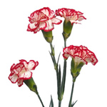 Mini Carnations - Peppermint