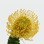 Pin Cushion Protea - 5 Stems Yellow