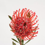 Pin Cushion Protea - 5 Stems Reddish