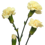 Mini Carnations - Butter Yellow
