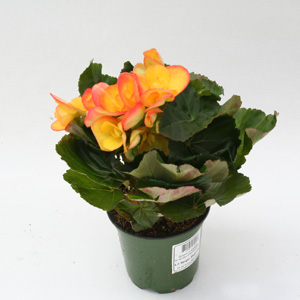 Begonia 4 inch - 15 Assorted