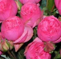 Garden/English Roses Garden/English Roses