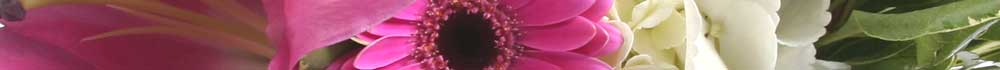 banner5a banner5a