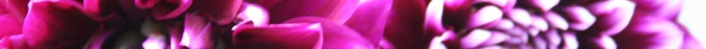 banner5b banner5b