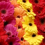 Gerberas