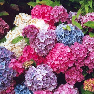 Hydrangeas