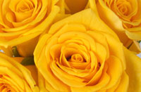 Yellows