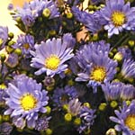 Aster - Monte Casino - Blue