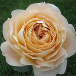 Garden Rose - Caramel Antike
