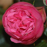 Garden Rose - Pink Piano