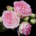 Garden Rose - Beidermeier