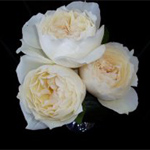 Garden Roses - Helga Piaget