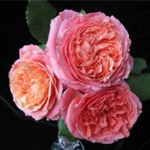 Garden Rose - Peach Peony