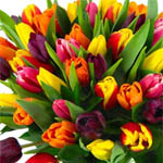 Tulips - Assorted 30 Bunches