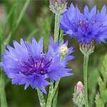 Bachelor Buttons - Cornflowers