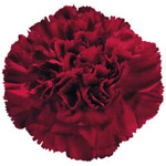 Carnations - Burgundy