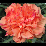 Carnations - Orange