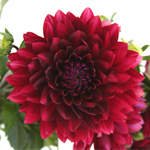 Dahlia - Burgundy