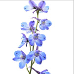 Bella Donna Delphinium - Pale Blue