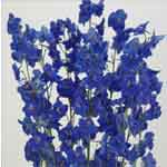 Bella Donna Delphinium - Blue