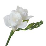 Freesia - White