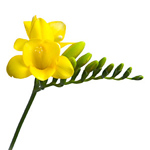 Freesia - Yellow