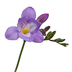 Freesia - Lavender