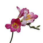 Freesia - Reddish