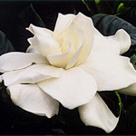 Gardenias - White