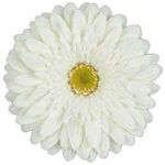 Gerbera - 50 Stems White/Green Center