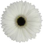 Gerbera - 45 Stems White/Black Center