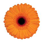 Gerbera - 45 Stems Orange/Black Center