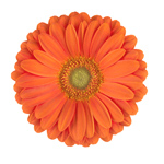 Gerbera - 45 Stems Orange/Green Cenrter