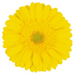 Gerbera - 5 Stems Yellow/Green Center