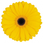 Gerbera - 45 Stems Yellow/Black Center