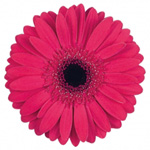 Gerbera - 5 Stems Hot Pink/Black Center