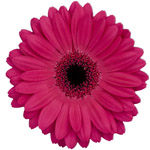 Gerbera - 45 Stems Hot Pink/Black Center