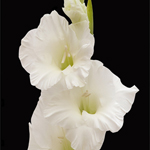 Gladiolus - White