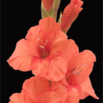 Gladiolus - Salmon