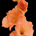 Gladiolus - Orange