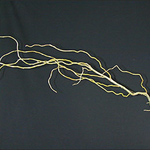 Curly Willow - Long